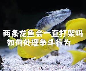 龍魚打架會死亡嗎？（權威養殖經驗與科普建議龍魚打架會死嗎，龍魚打架會死嗎）