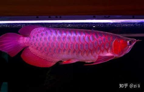 著名的紅色龍魚品種：紅色龍魚（redarowana）（紅色龍魚有哪些品種？）