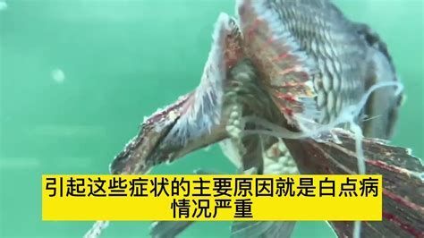 龍魚白點病的癥狀和治療方法（魚白點病的主要癥狀包括：龍魚鰭條上出現白點病的核心癥狀）