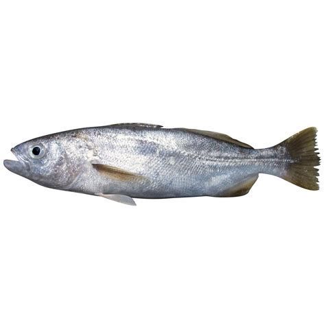 龍魚(yú)眼上白膜的治療流程（魚(yú)眼上白膜的恢復(fù)時(shí)間）