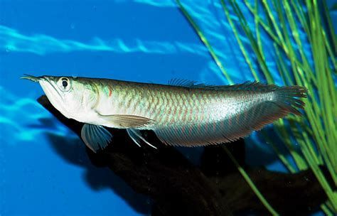 龍魚白霧變白后恢復指南（龍魚白霧變白后如何恢復其原有的美麗色澤）