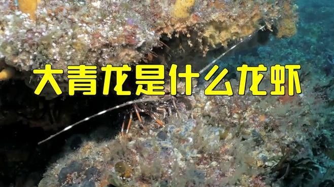 錦繡龍蝦的學名和基本特征（大青龍蝦和小青龍蝦的區(qū)別，大青龍蝦的繁殖方式是什么）