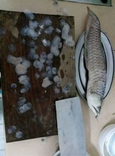 龍魚鱗片潰爛治療詳解（約1000字）（龍魚鱗潰爛治療詳解）