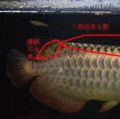 龍魚鱗片脫落后多久恢復(fù)（龍魚鱗片掉落后多久會恢復(fù)取決于多種因素，科學(xué)護理建議）