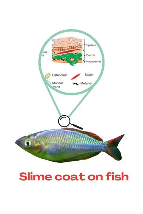 如何區分龍魚的生理分泌物和疾病（健康的龍魚皮膚分泌物與疾病癥狀辨別方法和配圖說明）