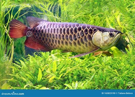 龍魚躲角落怎么辦（如何正確地照顧和養護龍魚）