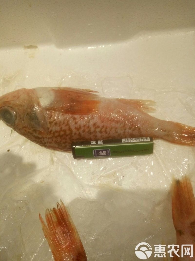 舟山紅魚的市場價格是多少？（舟山紅魚價格大揭秘舟山紅魚的價格你能接受嗎）