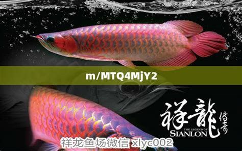 龍魚體表長白點需要從多方面入手（如何預防龍魚體表長白點）