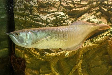 如何判斷龍魚是否因先天或后天因素導致姿態不正（如何判斷龍魚是否因為先天或后天因素導致姿態不正）