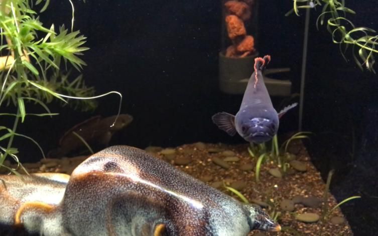 龍魚(yú)眼部出現(xiàn)白膜（白點(diǎn)）癥狀的典型表現(xiàn)，龍魚(yú)眼部出現(xiàn)白點(diǎn)（龍魚(yú)白膜怎么治療）