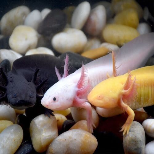 白龍魚的價格是多少？（白龍魚價格因地區(qū)、品種和大小而異，一般在100元至500元之間）