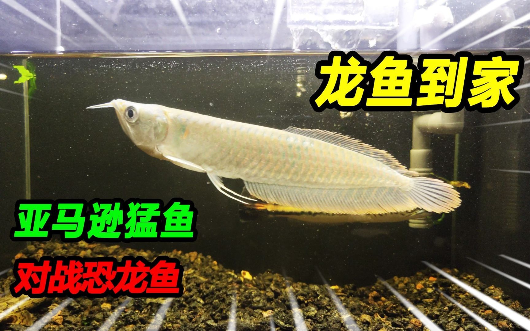 白龍魚的價格是多少？（白龍魚價格因地區(qū)、品種和大小而異，一般在100元至500元之間）