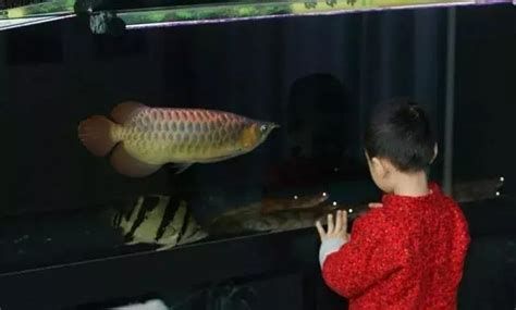 龍魚趴缸后多久會開始認主，龍魚認主時間及表現詳解（龍魚認主時間及表現）
