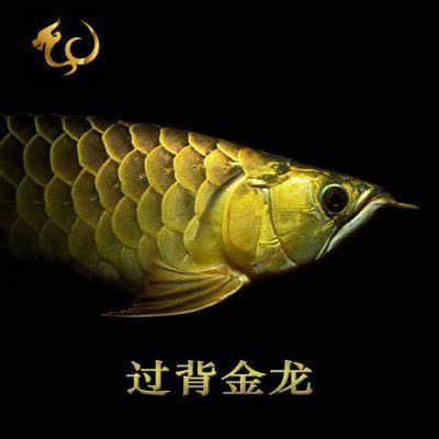 過背金龍魚是最具觀賞價值的“金”與“背”特征的特征（為什么過背金龍魚是最具觀賞價值的？）