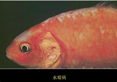銀龍魚（白翅龍）防病寶典：如何預防“白膜”侵襲（1000字詳解銀龍魚（白翅龍）的防病寶典：如何預防“白膜”侵襲） 銀龍魚（白翅龍）防病寶典：如何預防“白膜”侵襲（1000字詳解銀龍魚（白翅龍）的防病寶典：如何預防“白膜”侵襲） 龍魚百科 第2張