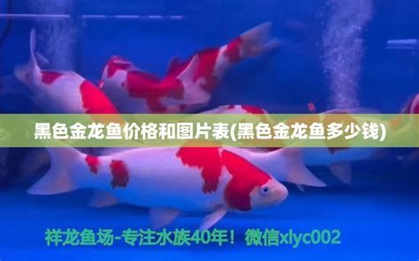 龍魚市場上的高價品種有哪些？（中國龍魚高價品種詳解龍魚高價品種及其特點及其特點）