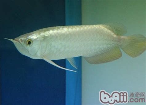 龍魚市場上的高價品種有哪些？（中國龍魚高價品種詳解龍魚高價品種及其特點及其特點）