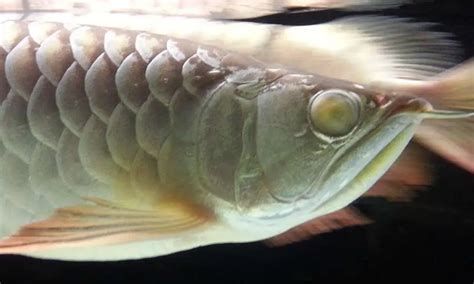龍魚眼部出現白點是否好轉需要從以下幾個方面進行觀察（如何判斷魚眼白點是否好轉）