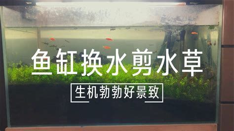 龍魚在魚缸底部游動的時間及是否需要更換水的問題（關于龍魚在魚缸底部游動的時間以及是否需要更換水的建議）