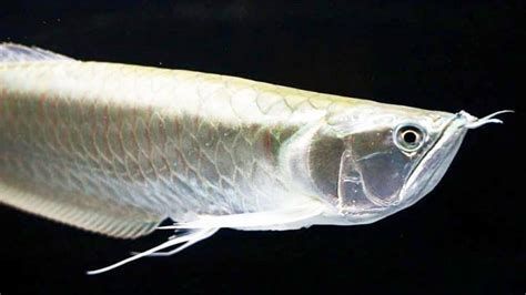 銀龍魚鱗片發(fā)黑是怎么回事？需要換水嗎？（銀龍魚鱗片發(fā)黑是怎么回事）