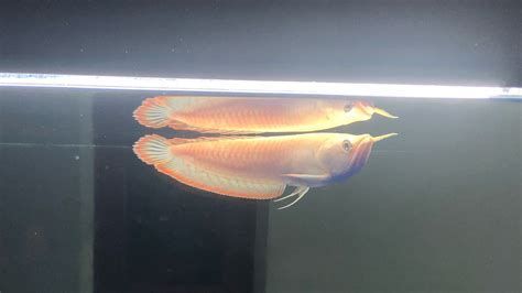 龍魚研究官方網(wǎng)站詳解“龍魚之巔”（longyu.cc）官方網(wǎng)站詳解（龍魚研究官方網(wǎng)站是否可以成為龍魚愛好者的社交平臺？）