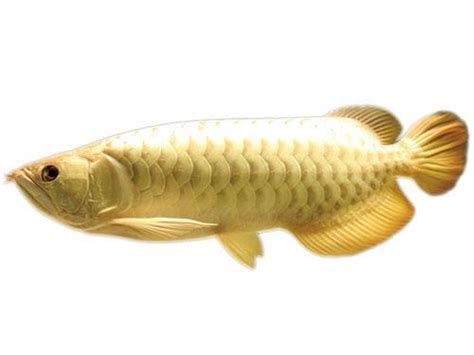星點(diǎn)龍魚需要多大的魚缸？（星點(diǎn)龍魚需要多大的缸）
