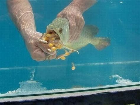 加速龍魚認主的系統攻略（約1000字）（約1000字）（加速龍魚認主的系統攻略）