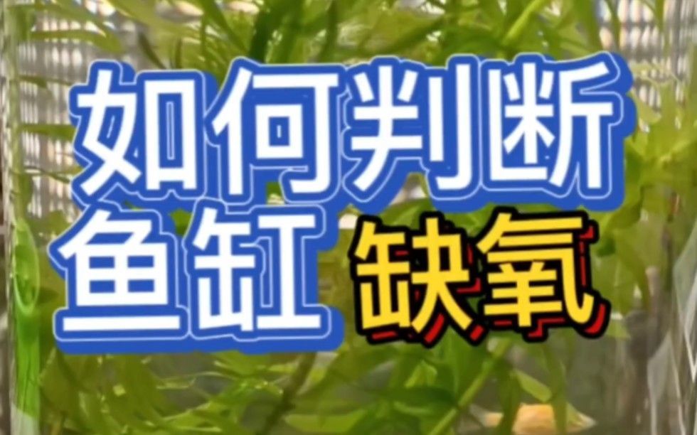 觀察龍魚是否缺氧或氨氮過高是確保其健康成長的關鍵步驟（如何判斷龍魚是否缺氧或氨氮過高）