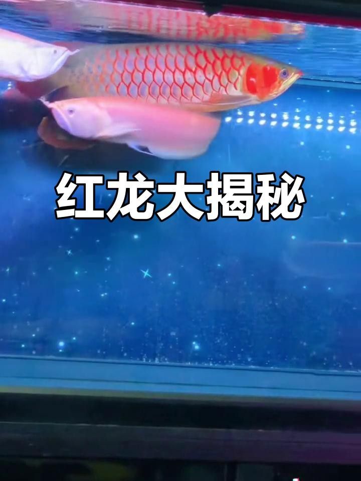 孟州紅龍魚(yú)養(yǎng)殖技巧:孟吉爾紅龍魚(yú)的繁殖方法（孟吉爾紅龍魚(yú)市場(chǎng)價(jià)格）