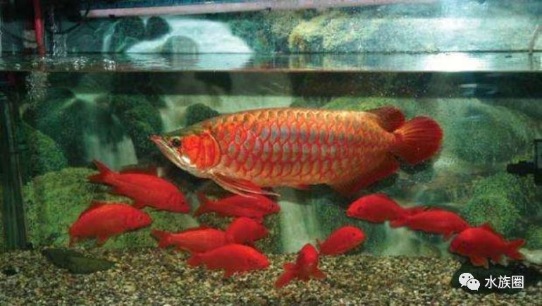 龍魚顏色變淺是怎么回事（紅龍魚顏色變淺可能是由多種因素引起的，紅龍魚顏色變淺與恢復示例）