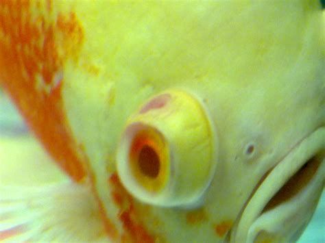 龍魚凸眼病治療指南：青霉素對(duì)龍魚凸眼病的治療效果（青霉素對(duì)龍魚凸眼病的治療效果）