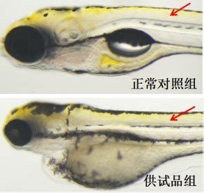 魚眼白膜的好轉情況可以通過觀察其顏色和透明度來判斷（怎樣判斷龍魚眼白膜是否好轉？） 魚眼白膜的好轉情況可以通過觀察其顏色和透明度來判斷（怎樣判斷龍魚眼白膜是否好轉？） 龍魚百科 第1張