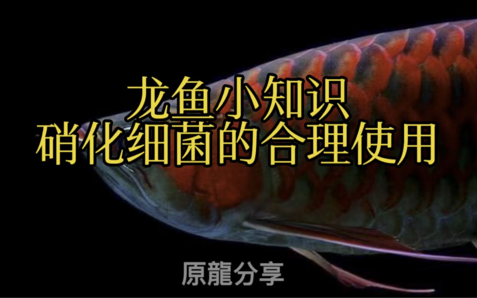 龍魚硝化菌澄清劑的使用方法（魚硝化菌澄清劑是一種用于改善水質(zhì)維持健康生活的重要工具）