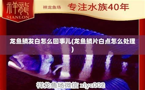 龍魚水質發白對魚有影響嗎？（水質發白對龍魚有影響嗎？）