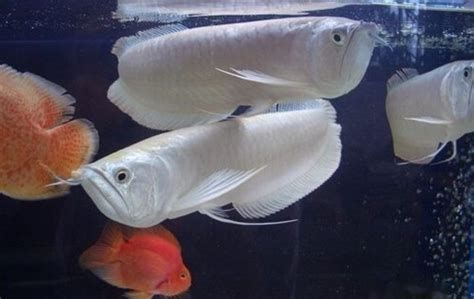 銀龍魚在缸底游多久需要換水，詳細解析（銀龍魚在缸底游動時間過長是否需要換水的重要指標）