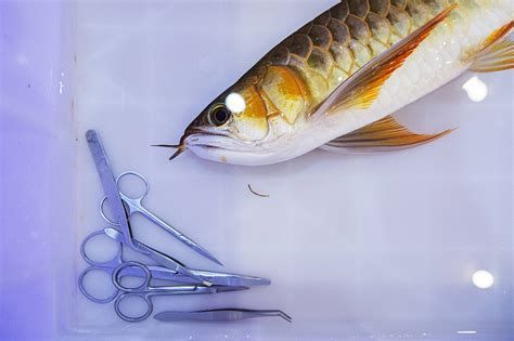手術刺激法對龍魚須子再生的效果：手術刺激法對龍魚須子再生效果（手術刺激法對龍魚須子再生具有怎樣的效果？）