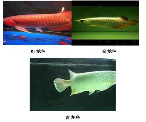 龍魚可以混養(yǎng)嗎？（權(quán)威水族論壇與養(yǎng)殖指南：龍魚混養(yǎng)并非一勞永逸）