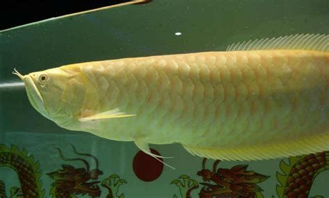 臨沂龍魚養殖基地主要龍魚品種介紹（臨沂龍魚養殖基地）