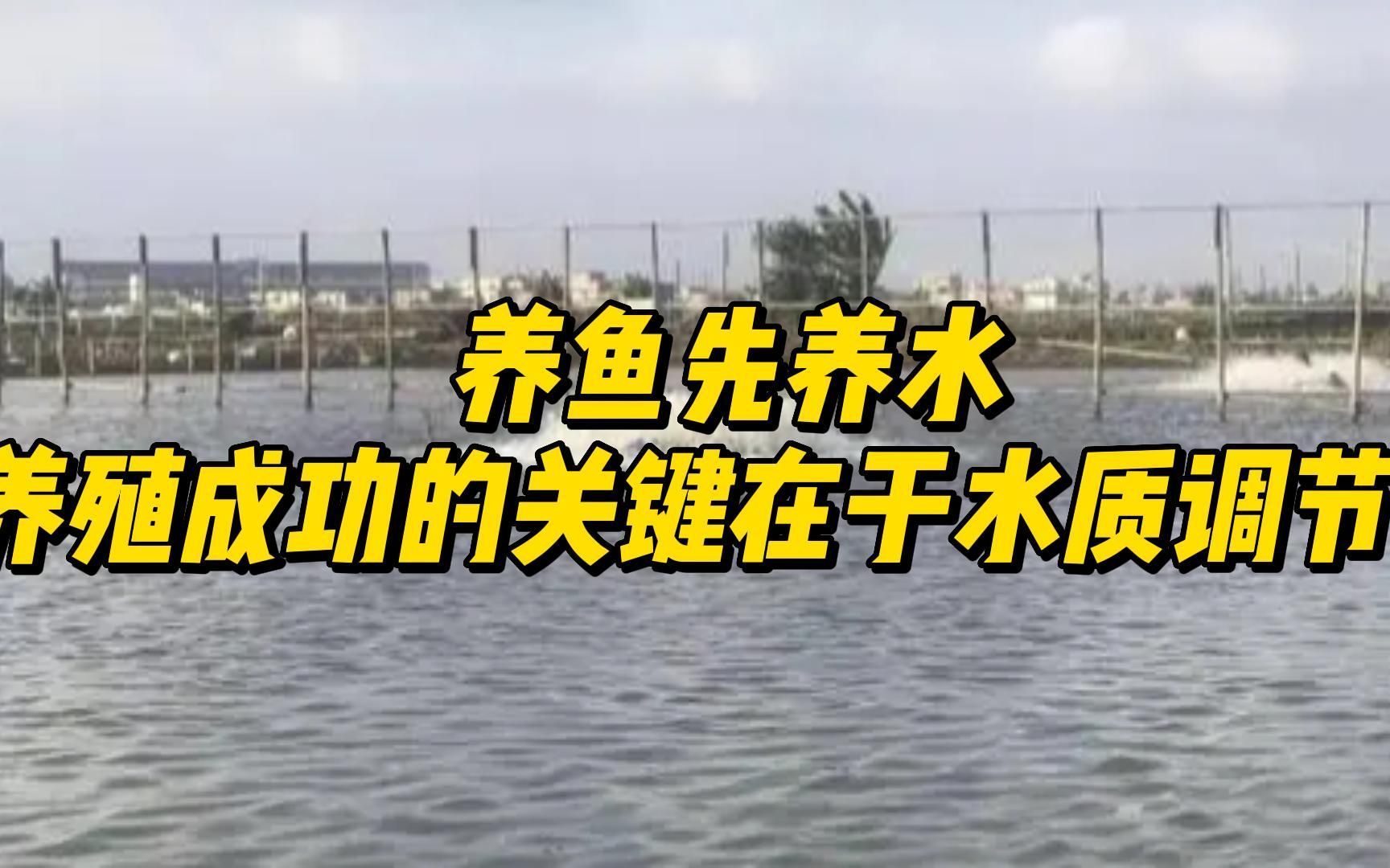 龍魚眼睛長(zhǎng)白毛是由于水質(zhì)問(wèn)題引起的，改善水質(zhì)是解決問(wèn)題的關(guān)鍵（魚眼睛長(zhǎng)白毛是由于水質(zhì)問(wèn)題引起的，改善水質(zhì)是解決問(wèn)題的關(guān)鍵）