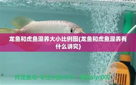 龍魚和大魚混養的潛在風險，龍魚與地圖魚混養的對比（龍魚和大魚混養有什么優勢？）