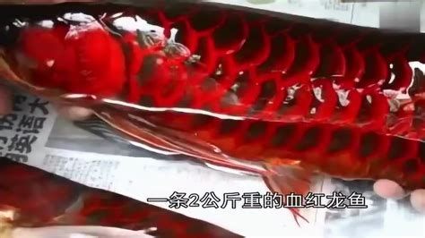 紅龍魚真偽鑒別詳解，紅龍魚鑒別標準圖解（紅龍魚真偽鑒別詳解）