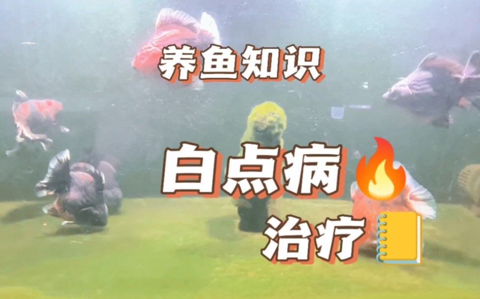 金龍魚眼睛白點怎么治療（金龍魚眼睛白點何時好轉）
