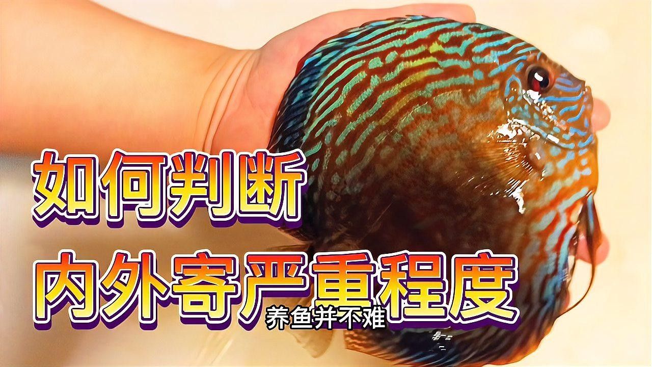 七彩神仙魚抖動身子怎么回事（七彩神仙魚抖動身體怎么回事）