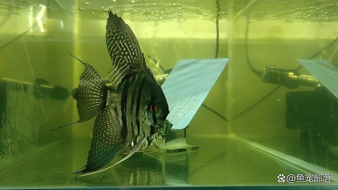 七彩神仙魚抖動身子怎么回事（七彩神仙魚抖動身體怎么回事）
