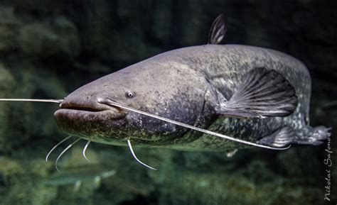 如何判斷龍魚須子是否是完全恢復（如何判斷龍魚須子是否完全恢復）