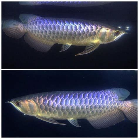 龍魚鱗片立起來后能否恢復（龍魚鱗片立起來后是否能恢復）