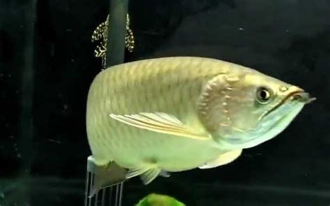 金龍魚張嘴呼吸正常嗎，金龍魚張嘴呼吸是否正常嗎（金龍魚張嘴呼吸正常嗎）
