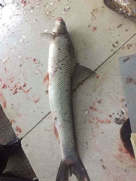 龍魚須子向上翹是常見的問題，預防龍魚須子向上翹（如何預防龍魚胡須向上翹）