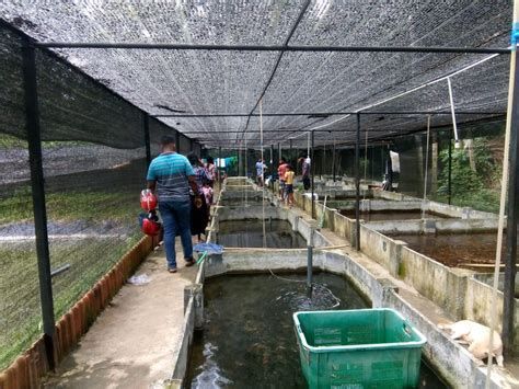 西加里曼丹省龍魚養殖規模詳解（加里曼丹省的龍魚養殖規模詳解）
