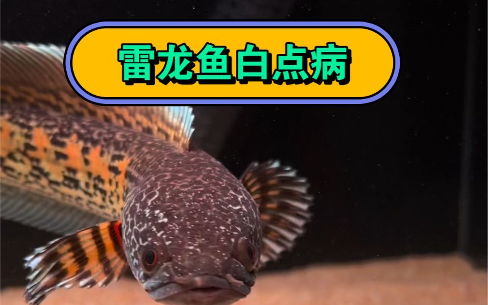 龍魚白點病（又稱小瓜蟲?。┦且环N由原生動物引起的常見寄生蟲?。堲~白點凈怎么用）